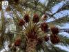 Al-Kharj Date Production Reaches 90,400 Tons, Valued at SAR723 Million
