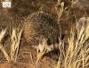 Desert Hedgehog Sighted at Multiple Locations in Imam Turki bin Abdullah Royal Reserve