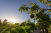 Saudi Reef Boosts Fruit Production to 367,000 Tons, Drives Rural Growth