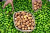Al-Ahsa Limes Expand Presence in Local and Gulf Markets