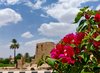 Najran Transforms Public Spaces with 27,000 Bougainvillea Trees