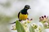 Nile Valley Sunbird Highlights Jazan’s Rich Biodiversity