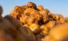 Culinary Arts Commission Showcases Culinary Innovations at Al-Rabwa Dates Season