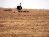 Imam Turki bin Abdullah Royal Reserve Records Hatching of Seven Red-Necked Ostrich Chicks in Q2 2026