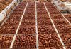 Al-Bukayriyah Dates Market Boosts Economic Activity