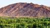 Date Packaging, Processing, Exports Boost Agricultural Registrations in Madinah