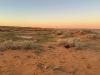 King Salman bin Abdulaziz Royal Reserve Highlights Two Distinctive Native Shrubs