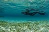 KAUST Study: Climate Finance Could Unlock Investment in Seagrass Restoration