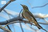 Migratory Birds Enrich Northern Borders Region’s Natural Landscape