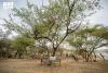 Fifty Perennial Trees Marked in Al-Baha to Safeguard Plant Diversity
