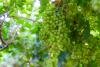 Grape Festival Opens in Qassim