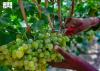 951 Tons of Grapes Boost Agricultural Production in Al-Baha Region