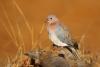 Sustainable Hunting Season in Saudi Arabia Begins September 1 