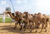 Saudi Camels Lead Crown Prince Festival Races on Day Two