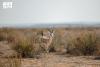 Imam Turki bin Abdullah Royal Reserve: Rich Ecological Diversity from Dunes to Valleys and Floodplains