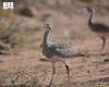 Three-Pronged Houbara Footprint Reveals Trail Across Desert Sands