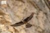 Autumn Migration: Seasonal Event in Kingdom’s Skies, Safe Passage for Migratory Birds