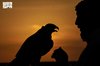Northern Borders' Falconry, Horse Breeding Heritage Drives Tourism, Economic Growth