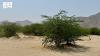 Saudi Arabia Expands Protected Areas Network with Registration of 26 National Parks