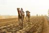 'Sword and Rifle' Races to Highlight Crown Prince Camel Festival Finale
