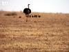 Ostrich Returns to Saudi Reserves Under Wildlife Reintroduction Program