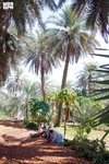 Al-Ahsa Farmers Celebrate Date Harvest Season
