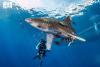 Saudi Diving Industry: From Maritime Heritage to Thriving Pillar of the Blue Economy