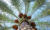 Saudi Arabia Leads Global Date Exports for Fourth Consecutive Year