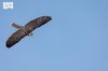 Melwah Racing Opens at 2026 International Saudi Falcons and Hunting Exhibition 
