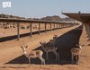 Prince Mohammed bin Salman Royal Reserve Records Global First by Breeding Sand Gazelle Inside a Solar Power Park