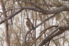 Traditional Bird-Trapping Methods Highlighted in Northern Borders Region