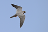 King Salman Reserve Marks World Migratory Bird Day with Documented Sooty Falcon Nesting