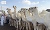 Third Madinah Camel Auction Welcomes over 13,000 Visitors