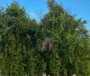 Sidr Trees: An Environmental and Cultural Legacy in Qassim