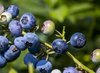 Iranian province offers investment opportunities in blueberry farming for export