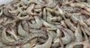 shrimp 