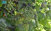 Aseer's Seasonal Fruits Blossom as a Top Tourist Draw