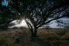 Acacia Nilotica Flourishes in Najran, Revives Environment and Economy