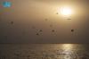 Fish-Hunting Birds Attract Visitors to Jeddah’s Beaches