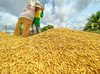 Vietnam to export first batch of low-emission rice