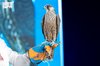 Peregrine Falcon Fetches SAR221,000 at National Center for Falcons Auction