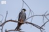 Eurasian Hobby Graces Skies of Northern Borders during Bird Migration