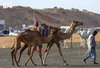 Third Edition of Unaizah Camel Auction Concludes