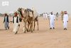 Hail Camel Auction Records Nearly SAR4 Million in Sales in First Two Days