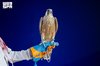 Peregrine Falcon Sells for SAR375,000 at National Center for Falcons Auction