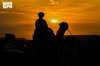 Hail Camel Auction Records over SAR26 Million in Sales