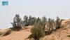 Tamarisk: Resilient Heritage Tree Combats Desertification in Saudi Arabia