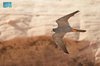 RCU Records Robust Sooty Falcon Population in Sharaan Nature Reserve 