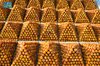Peak Season Arrives at Buraidah Dates Carnival with Abundant Harvest
